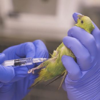 Thumbnail - Administering Subcutaneous Fluids to Parakeet