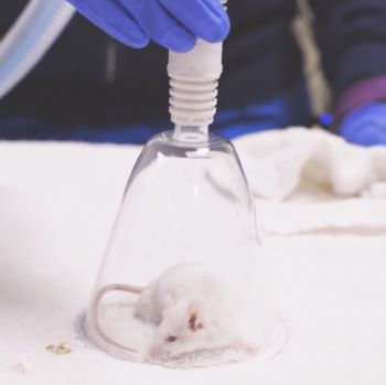 Thumbnail - Anesthesia Induction for Small Mammals