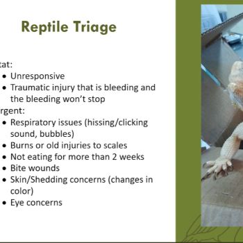 Thumbnail - Exotic Animal Triage and Stabilization
