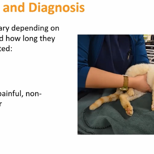 Blocked Urethral Obstructions in the Male Cat