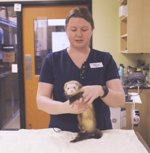 Thumbnail - Basic Ferret Restraint