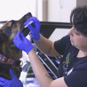 Thumbnail - Administering an Oral Bordatella Vaccine