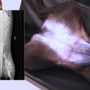 Thumbnail - Spine Radiographs