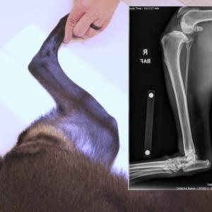 Thumbnail - Stifle Radiographs