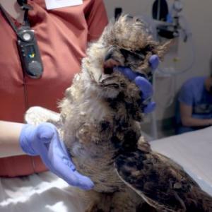 Thumbnail - Avian Intubation