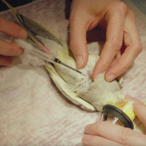 thumbnail - microchip placement in a cockatiel