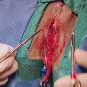 thumbnail - perineal urethrostomy on a feline