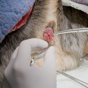 thumbnail - rectal polyp removal on a canine