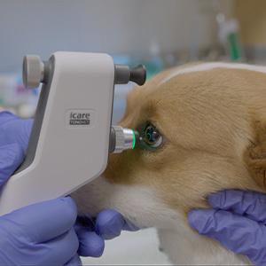 thumbnail - intraocular pressure measurement