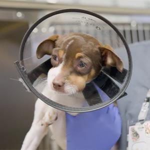 thumbnail - bee stings and anaphalaxis in dogs