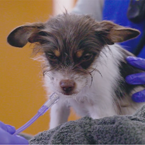 thumbnail - dog with weakness