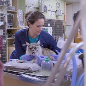 thumbnail - putting a cat on a mechanical ventilator