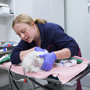 Thumbnail - Cisternal Tap on a Canine