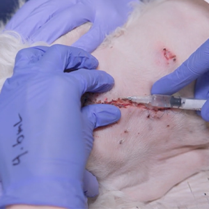 Thumbnail - Intradermal Local Block on a Canine with a Partial Wound Dehisence