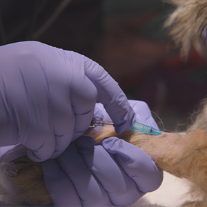 Thumbnail - Placing an IV Catheter