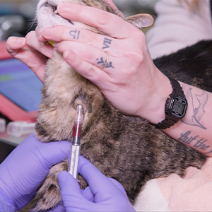 procedure - jugular blood draw on a feline