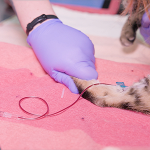 procedure - medial saphenous blood draw on a feline