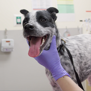 thumbnail - anesthesia on a patient with heart problems