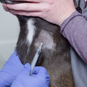 thumbnail - jugular venipuncture on a canine