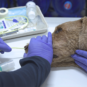 thumbnail - placement of an ng tube