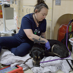 thumbnail - assessing respiratory rate and effort in dogs