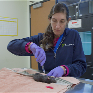 thumbnail - intracardiac injection for euthanasia