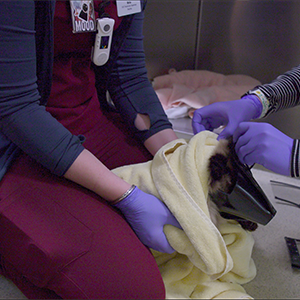 thumbnail - im injection on a fractious cat