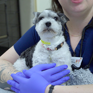 thumbnail - basics of emergency triage - Patient History