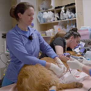 thumbnail - how to perform an autotransfusion on a dog