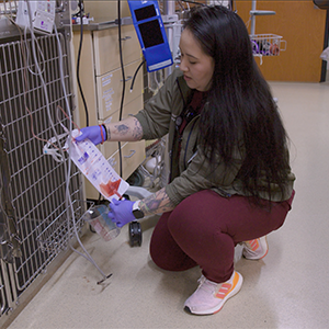 thumbnail - checking catheter patency and calculating urinary output