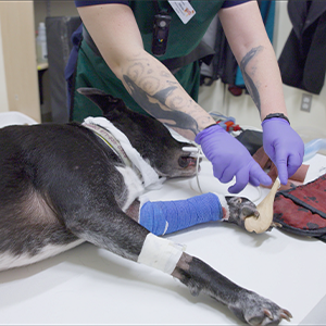 thumbnail - front limb radiographs