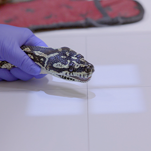 thumbnail - skull xrays on a python