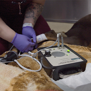 thumbnail - using a doppler to check blood pressure