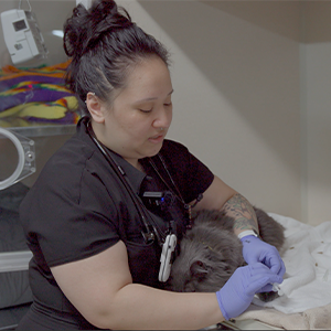 thumbnail - giving cerenia to a cat with chf