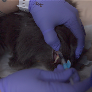 thumbnail - giving medications transmuscosally to a cat