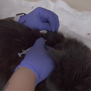thumbnail - giving subq medications to a cat