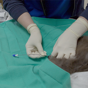 thumbnail - emergency treatment of the blocked cat