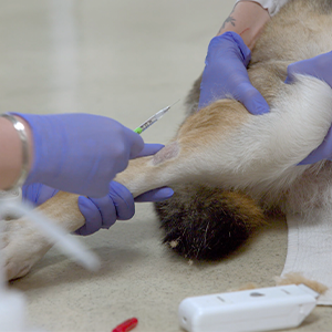 thumbnail - lateral saphenous injection on a canine
