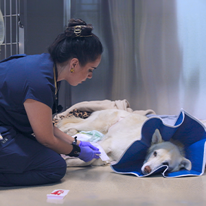 A veterinarian wearing gloves tends to a white dog lying on a blanket, wearing a blue medical cone, in a clinical setting.