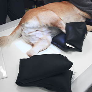 A light-colored dog lying on an X-ray table with black sandbags positioned to hold its legs in place.