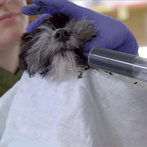 A person wearing blue medical gloves uses a large syringe to administer a dark substance into the mouth of a small, scruffy dog.