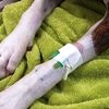 IV Catheter Placement